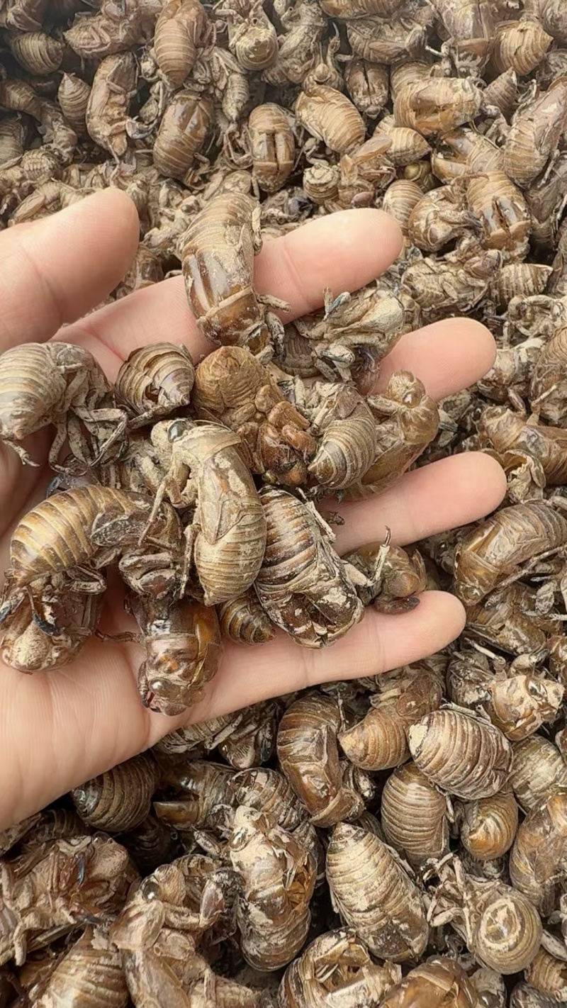 蝉蜕批发各种规格中药材质量保证量大从优
