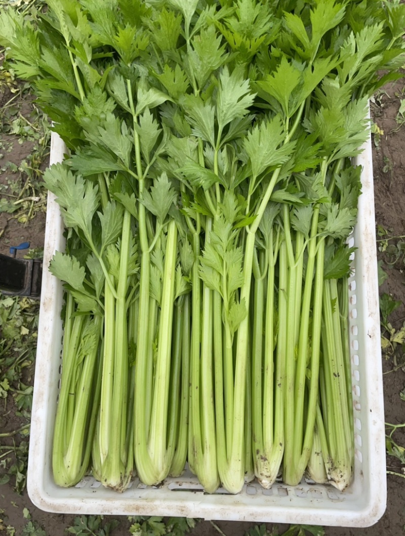 中颗西芹翠绿挺直口感细腻基地直发品质保证支持视频看货选货