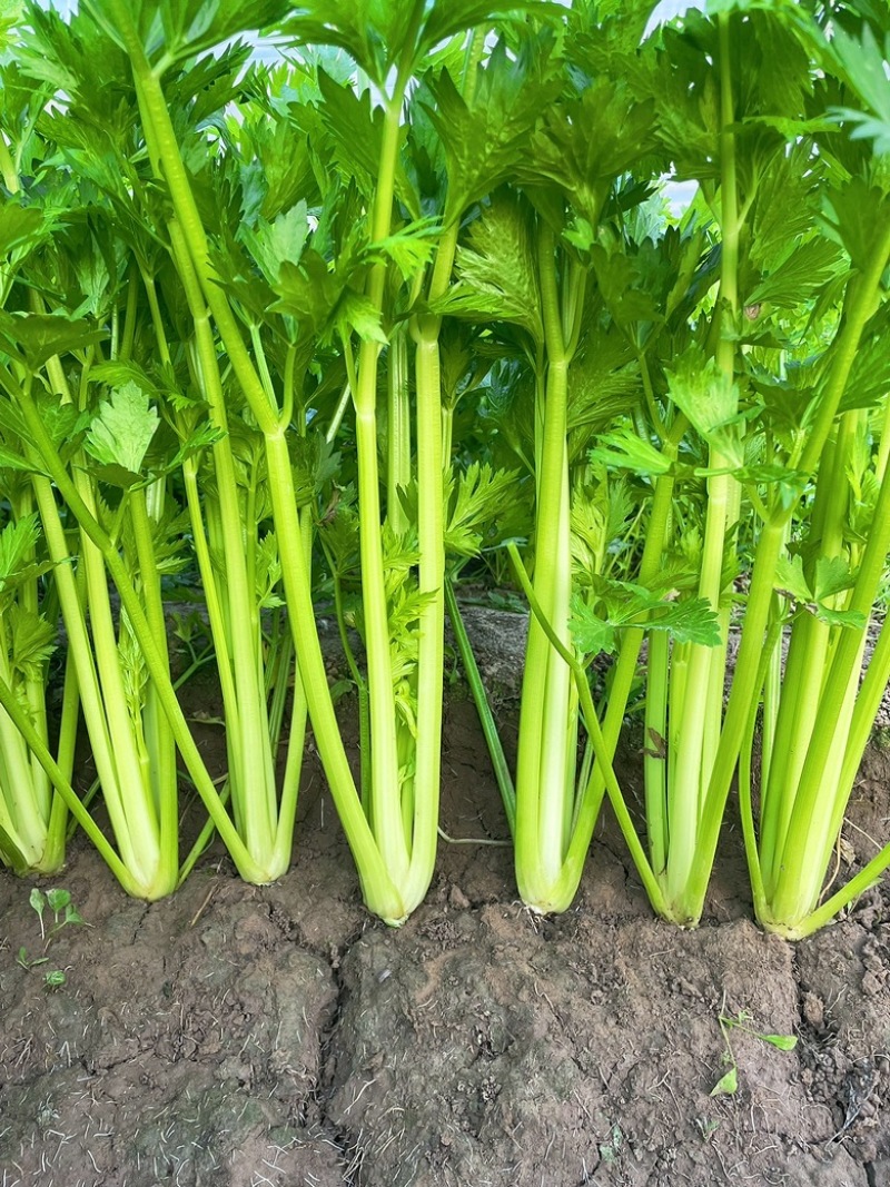 中颗西芹翠绿挺直口感细腻基地直发品质保证支持视频看货选货
