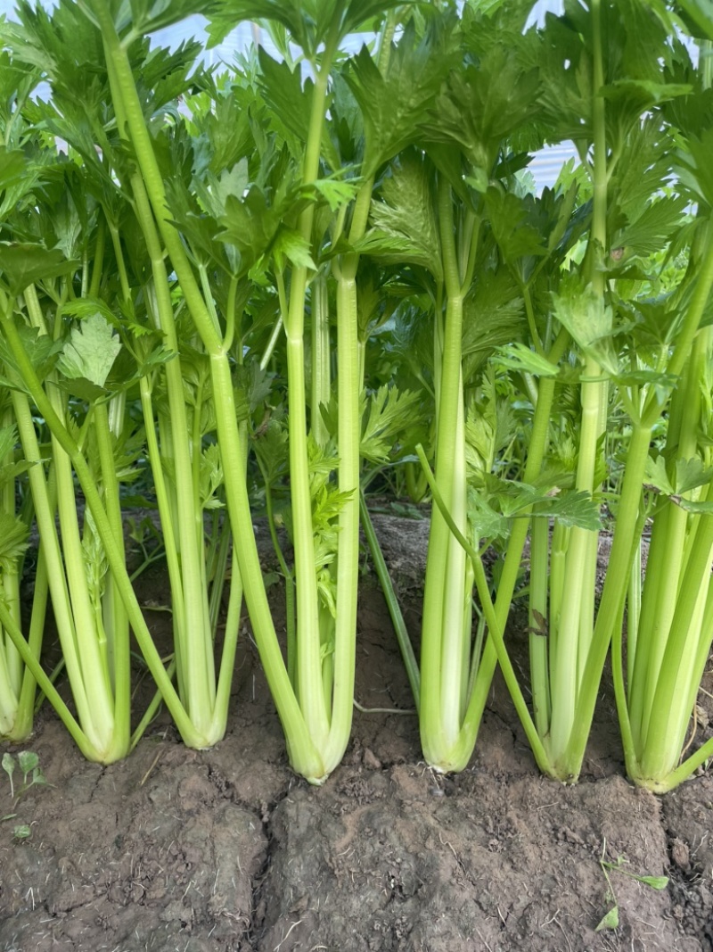 中颗西芹翠绿挺直口感细腻基地直发品质保证支持视频看货选货