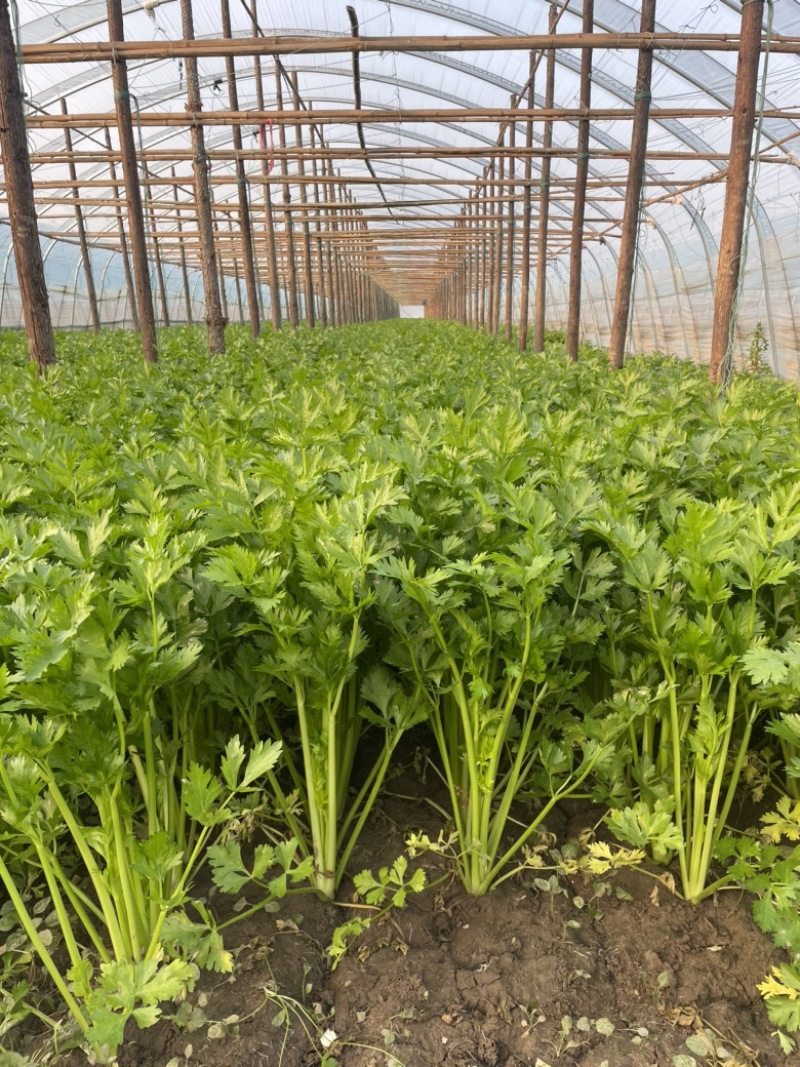 中颗西芹翠绿挺直口感细腻基地直发品质保证支持视频看货选货