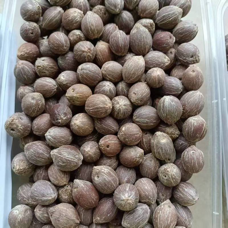 园林绿化，川滇杞木种子，百子莲种子，朴树种子，金鼠葵种子