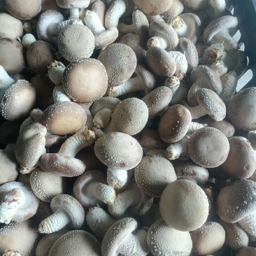 香菇