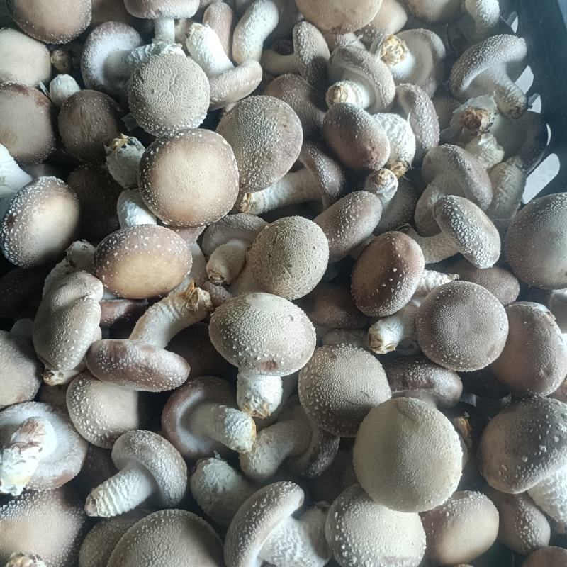 香菇
