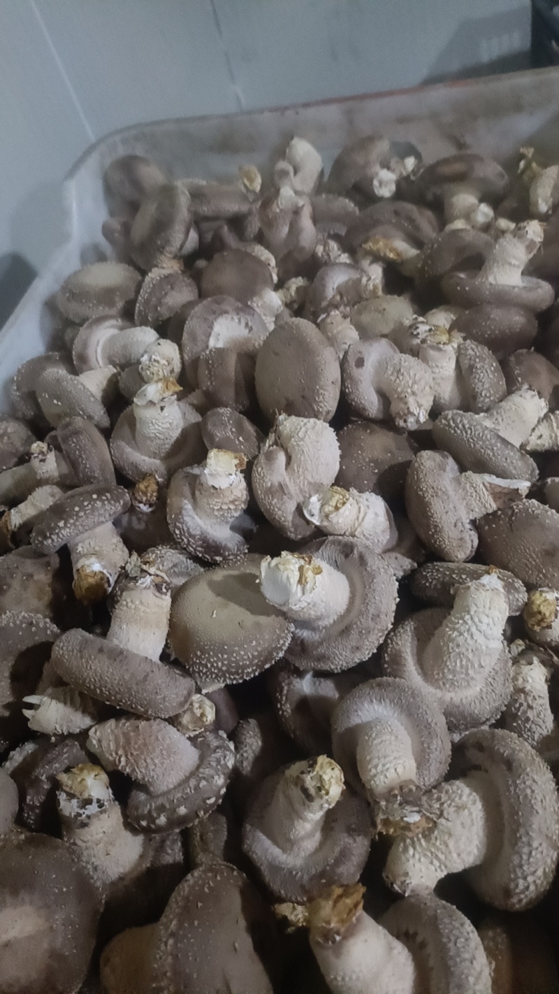 香菇