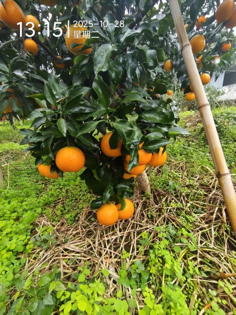 爱媛果冻橙