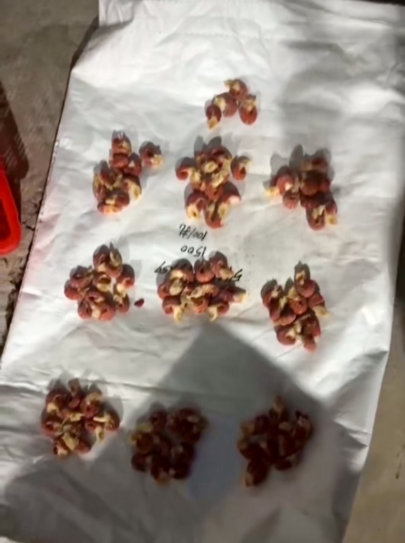 龙虾尾精品原料20斤/件净重冷链物流快递注意运费