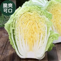 【臻选】吉林白菜/吉林黄心白菜/电商团购一件代发便宜批发