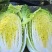 【臻选】吉林白菜/吉林黄心白菜/电商团购一件代发便宜批发