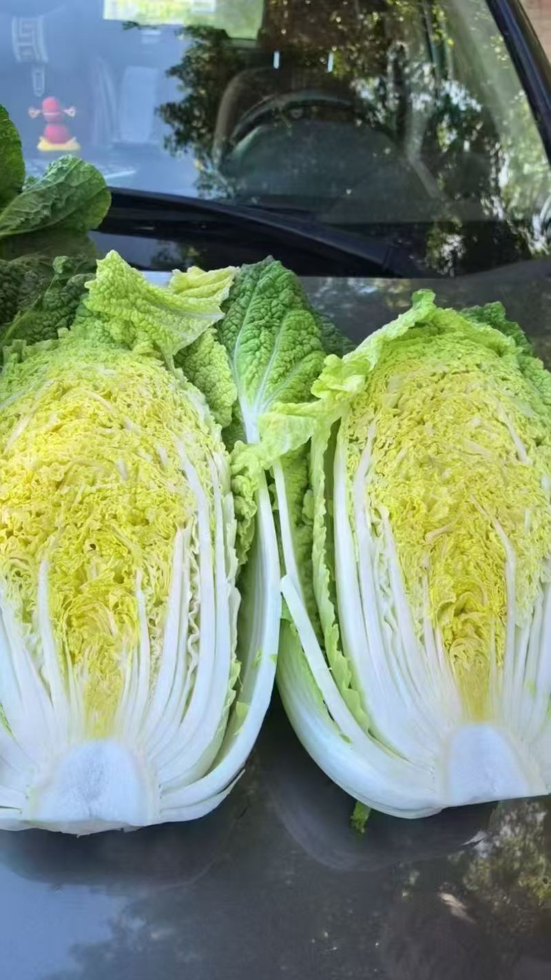 【臻选】吉林白菜/吉林黄心白菜/电商团购一件代发便宜批发