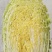 【臻选】吉林白菜/吉林黄心白菜/电商团购一件代发便宜批发