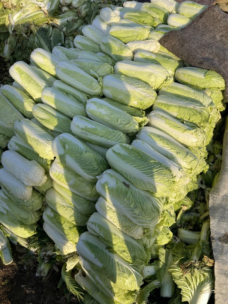 【臻选】吉林白菜/吉林黄心白菜/电商团购一件代发便宜批发