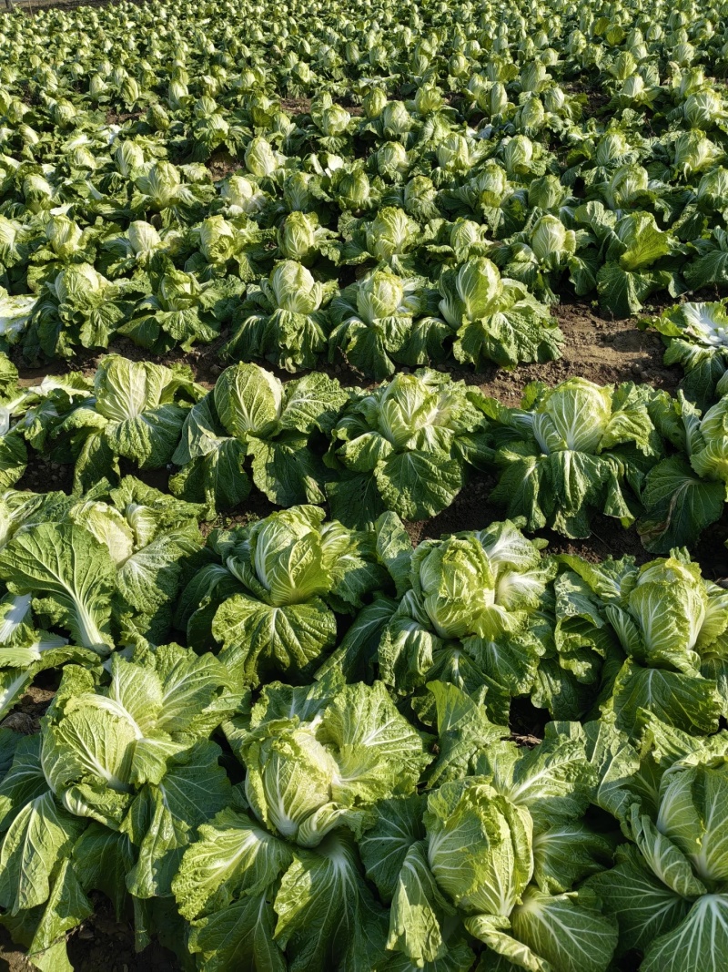 【臻选】吉林白菜/吉林黄心白菜/电商团购一件代发便宜批发