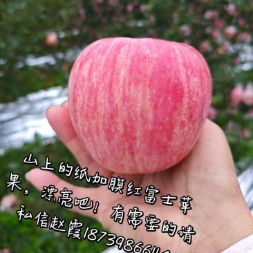 山上的纸加膜红富士苹果，果面细腻，颜色鲜艳多汁，口感爽甜