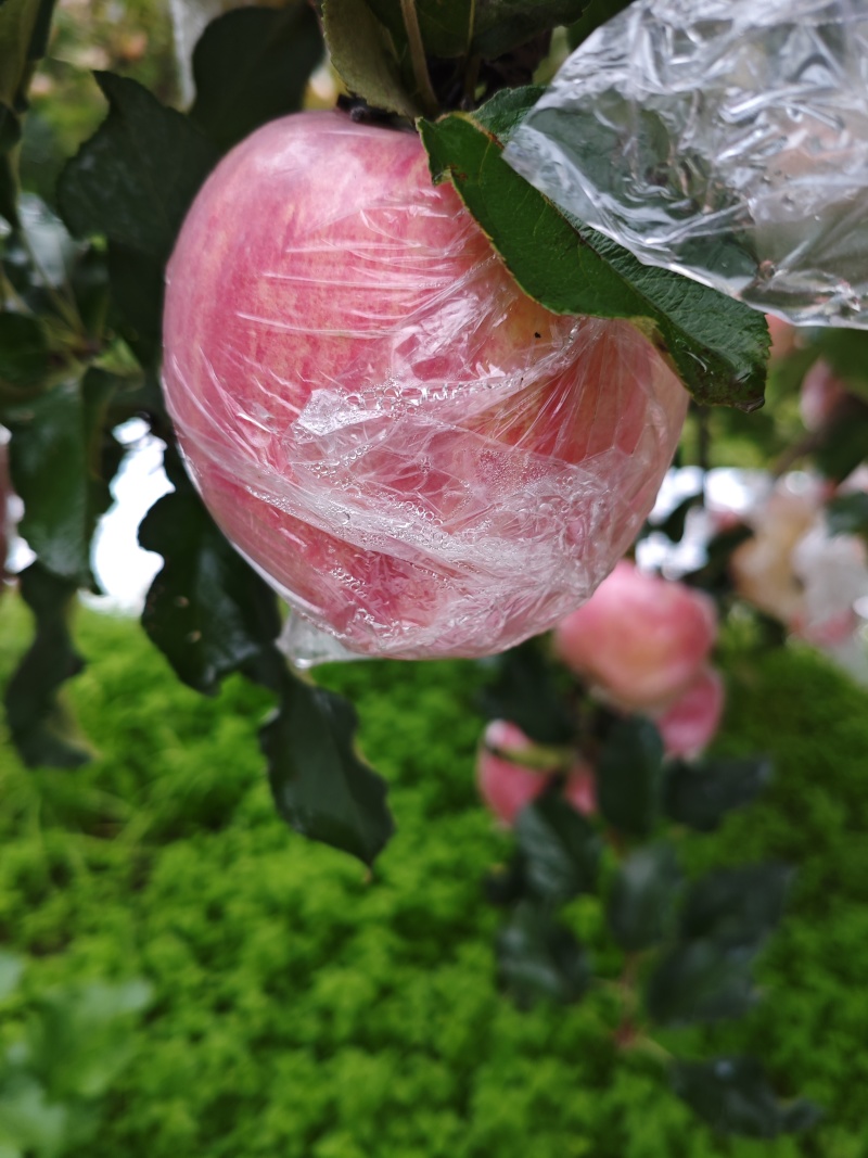 山上的纸加膜红富士苹果，果面细腻，颜色鲜艳多汁，口感爽甜