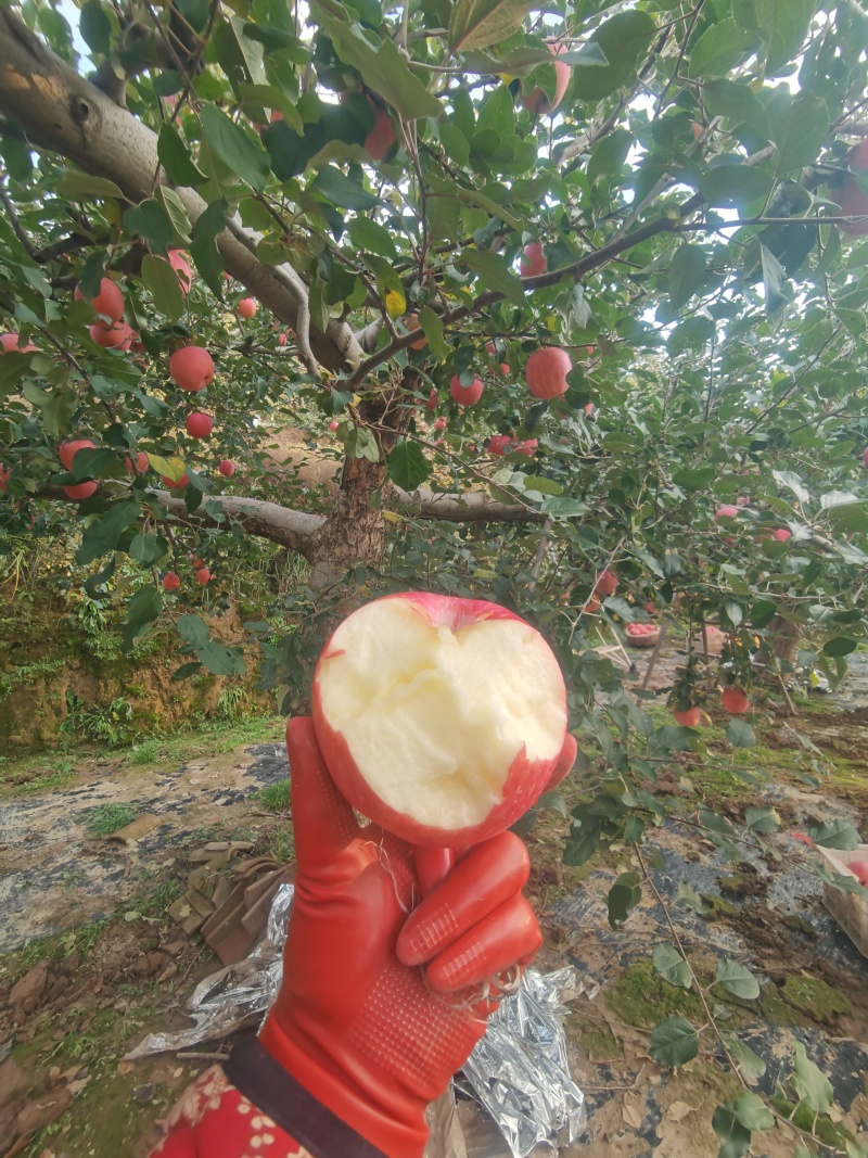 静宁山地自种红富士苹果