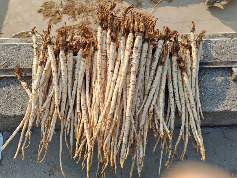 精品北沙参干货规格齐全质量保证一手货源可电话咨询