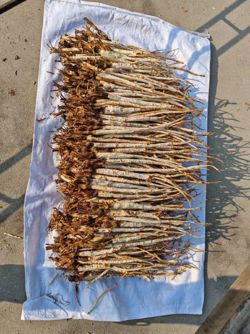 精品北沙参干货规格齐全质量保证一手货源可电话咨询