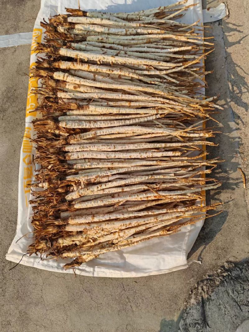 精品北沙参干货规格齐全质量保证一手货源可电话咨询