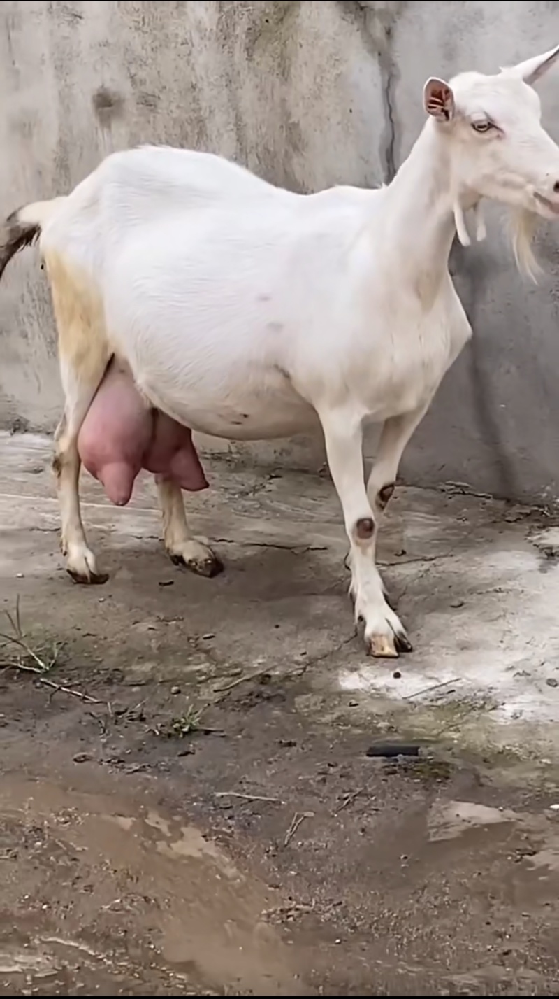 纯种萨能奶山羊