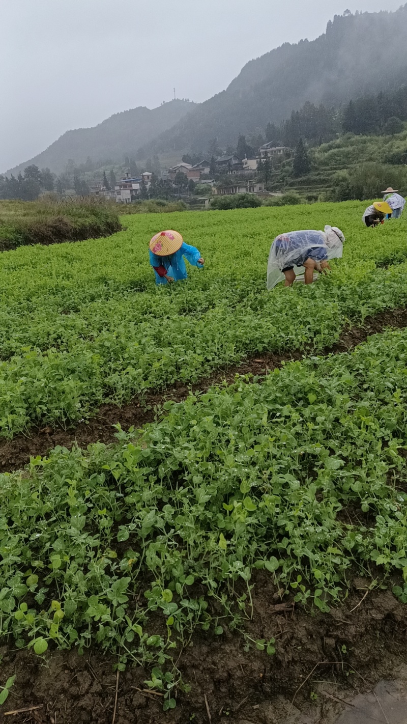 贵州露天豌豆尖大量有货需要联系我！