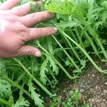 精品茼蒿菜大量上市