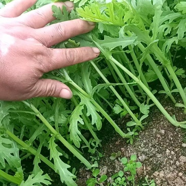 精品茼蒿菜大量上市