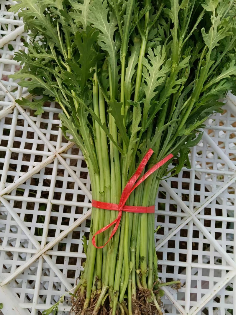 精品茼蒿菜大量上市