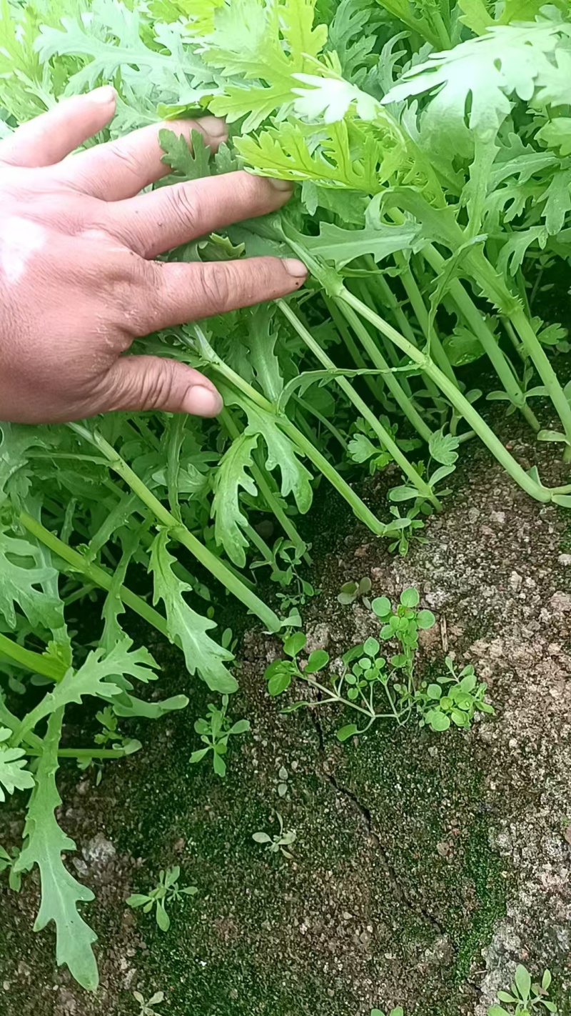 精品茼蒿菜大量上市