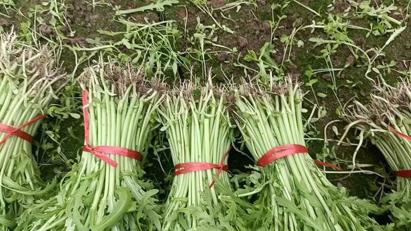 精品茼蒿菜大量上市