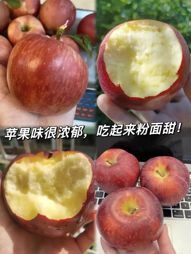 秦冠苹果全红，硬度好，甜度高，个头大，量大接受各大市场
