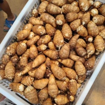 豆包芋头种产地直发品质保证价格优惠实力商家欢迎详聊