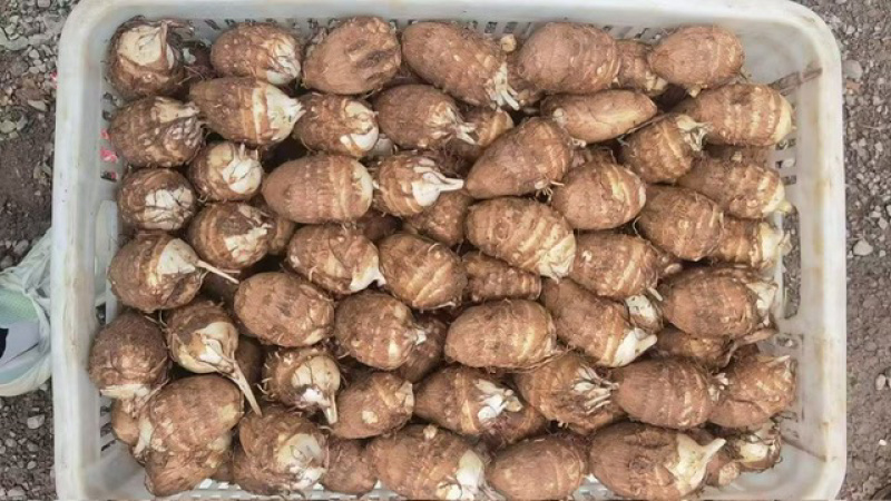 豆包芋头种产地直发品质保证价格优惠实力商家欢迎详聊