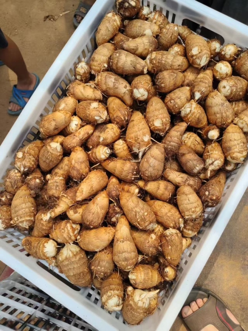 豆包芋头种产地直发品质保证价格优惠实力商家欢迎详聊