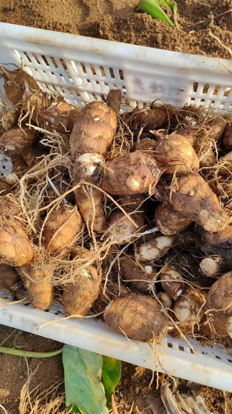 豆包芋头种产地直发品质保证价格优惠实力商家欢迎详聊