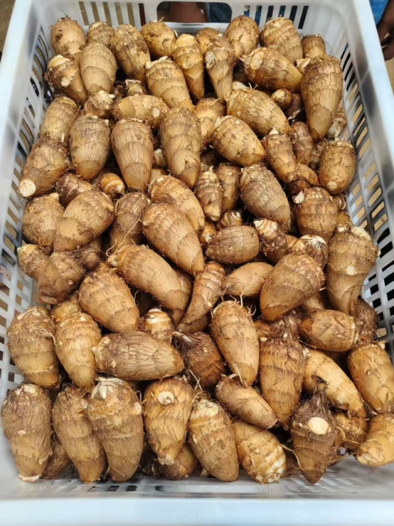 豆包芋头种产地直发品质保证价格优惠实力商家欢迎详聊
