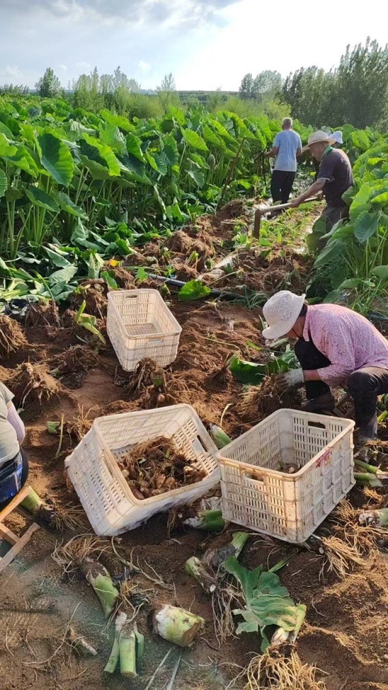 豆包芋头种产地直发品质保证价格优惠实力商家欢迎详聊