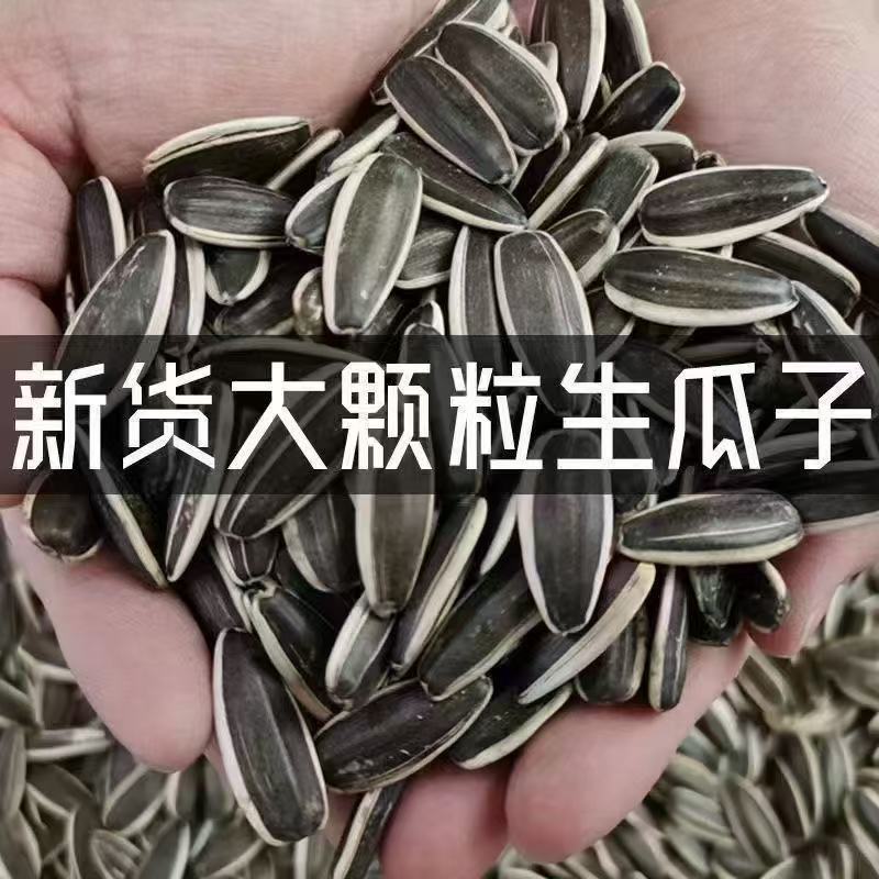 内蒙古赤峰363大生瓜子千粒重200左右大货**