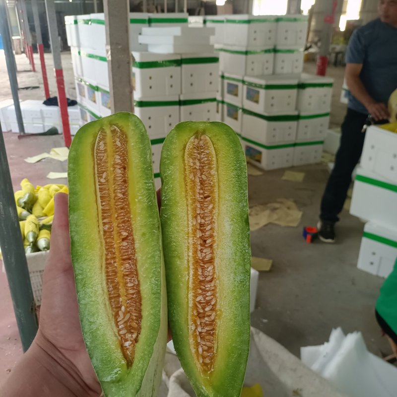 【实力】博洋61甜瓜超越六一羊角蜜甜瓜看棚定货口感好产地