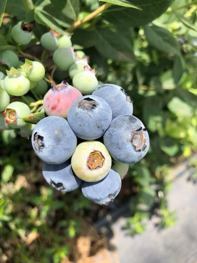 云南花香蓝莓自有基地特级果18mm+一件代发顺丰空运包邮