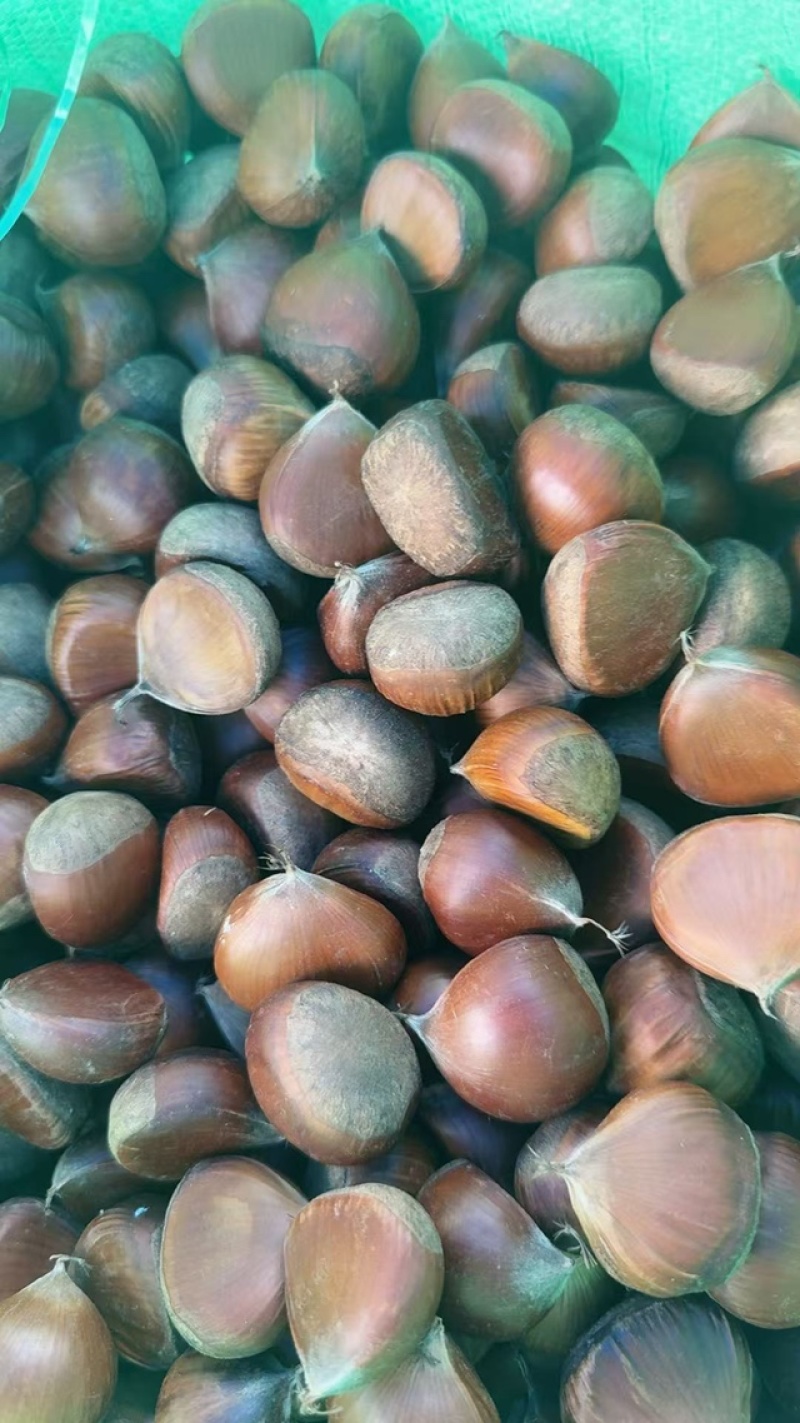精品板栗个头大价格优惠实力商家产地直发大量出货