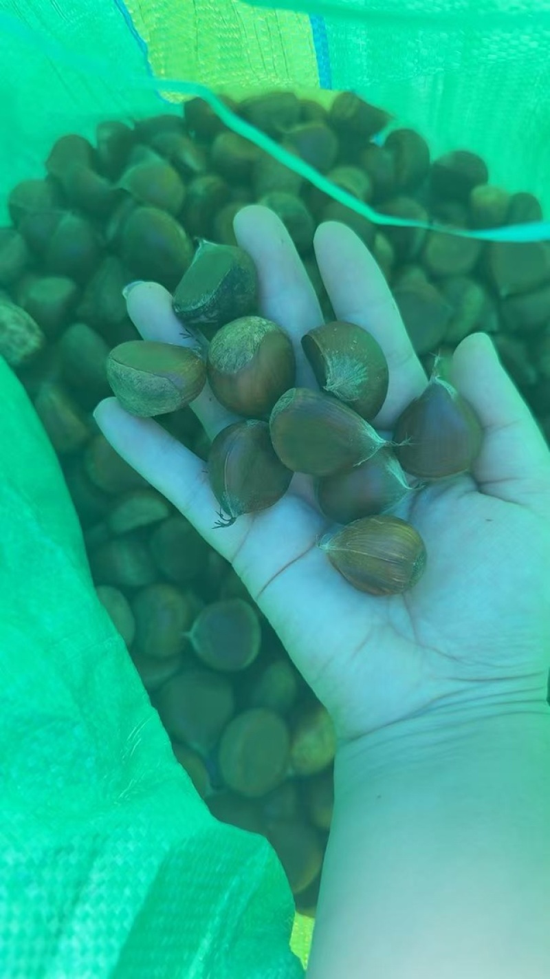 精品板栗个头大价格优惠实力商家产地直发大量出货