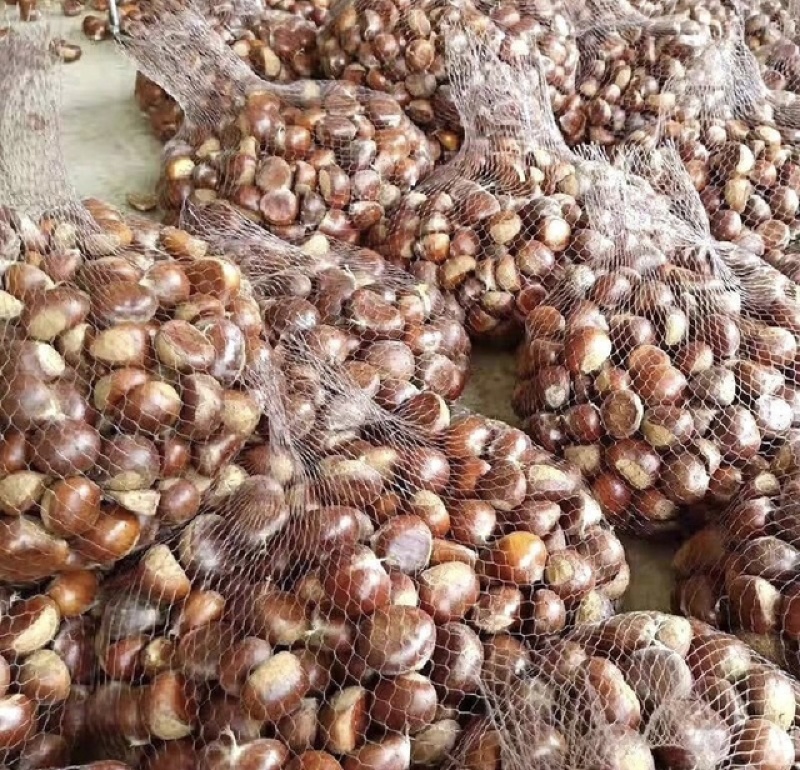 精品板栗个头大价格优惠实力商家产地直发大量出货
