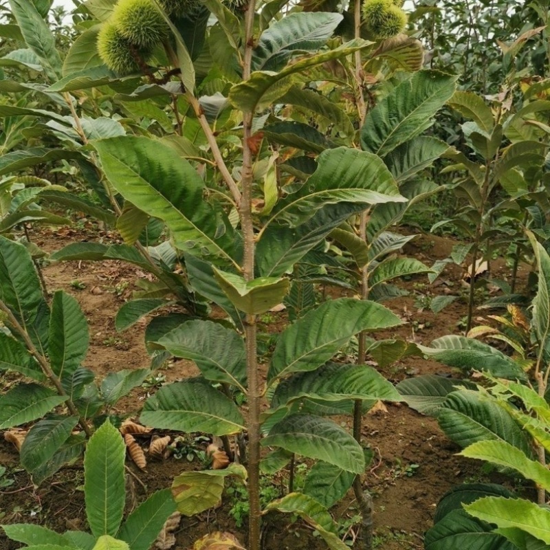 板栗树苗新品种嫁接板栗果苗耐寒南北方种植当年