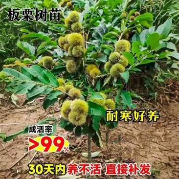 板栗树苗新品种嫁接板栗果苗耐寒南北方种植当年