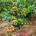 板栗树苗新品种嫁接板栗果苗耐寒南北方种植当年