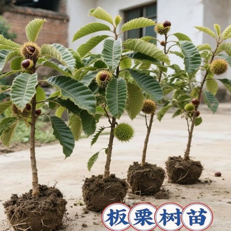 板栗树苗新品种嫁接板栗果苗耐寒南北方种植当年