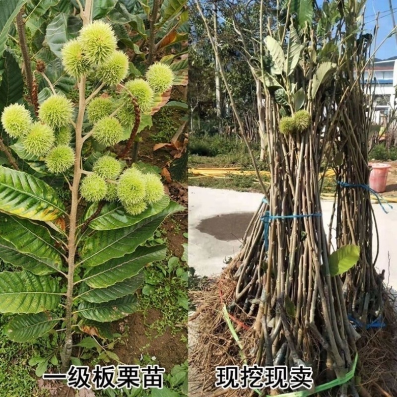 板栗树苗新品种嫁接板栗果苗耐寒南北方种植当年