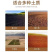 板栗树苗新品种嫁接板栗果苗耐寒南北方种植当年