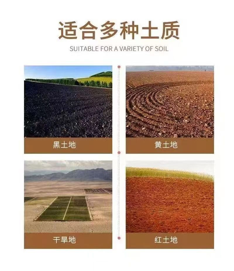 板栗树苗新品种嫁接板栗果苗耐寒南北方种植当年